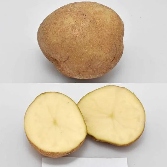 thumbnail for publication: University of Florida Potato Variety Trials Spotlight: 'Atlantic'